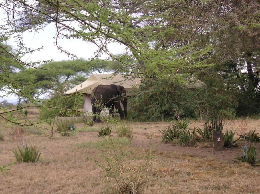 Mapito Tented Camp Serengeti Ngoại thất bức ảnh